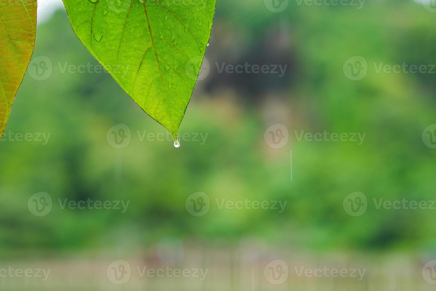 närbild blad med regndroppar på bladen med suddig natur bakgrund. foto