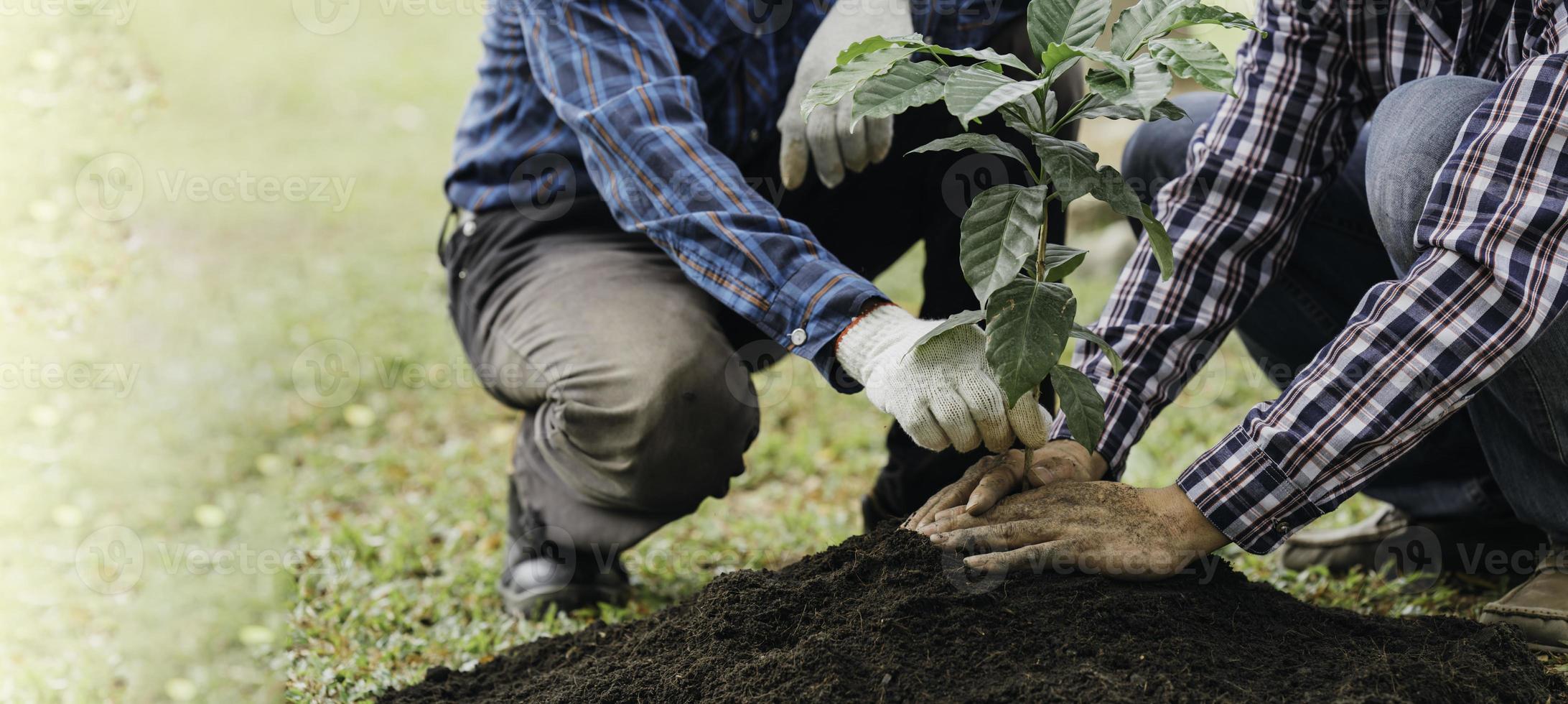 plantera ett träd. närbild på ung man som planterar trädet medan han arbetar i trädgården. foto