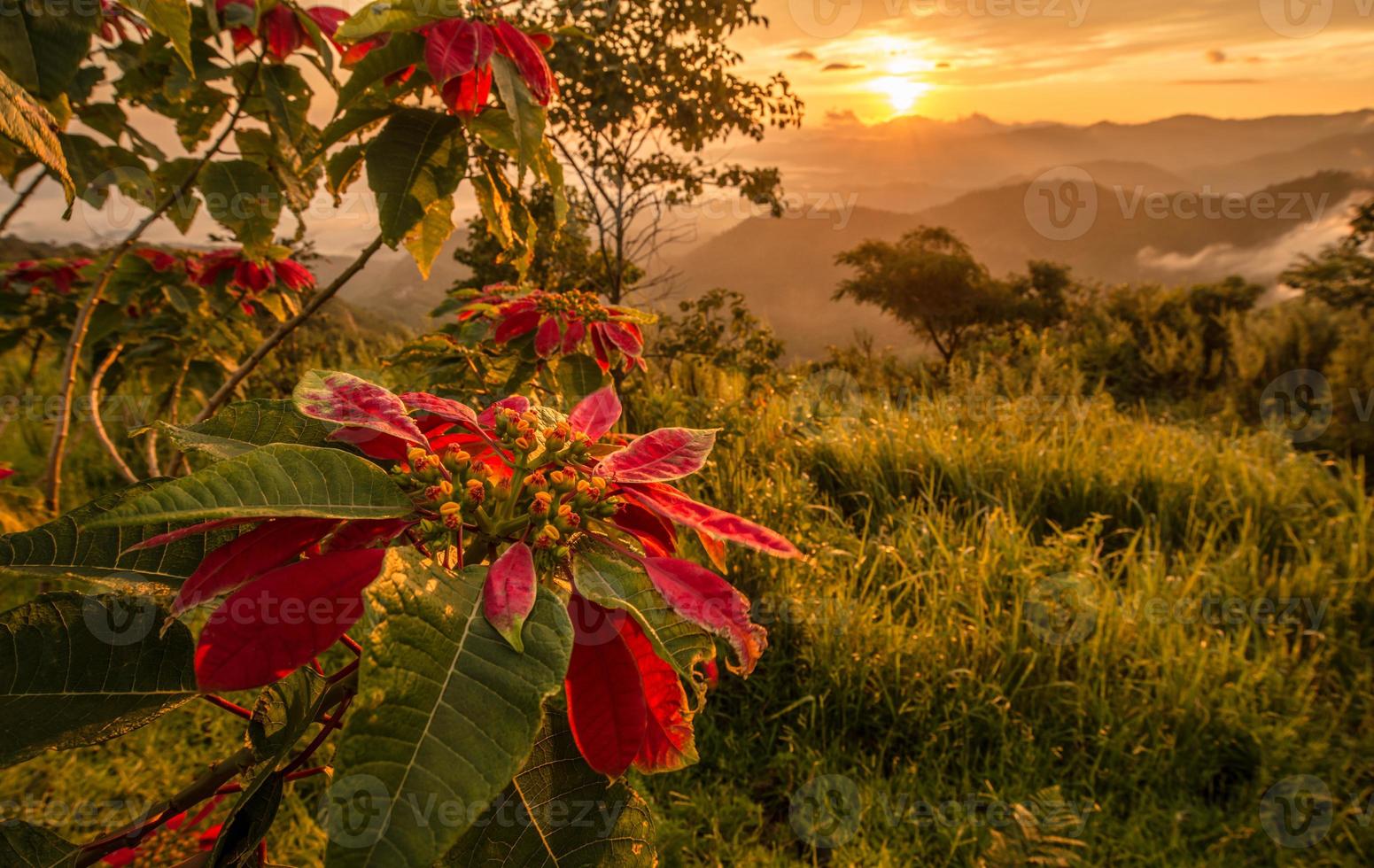 närbild av julblommor trädtillväxt på berget under morgonsoluppgången. foto