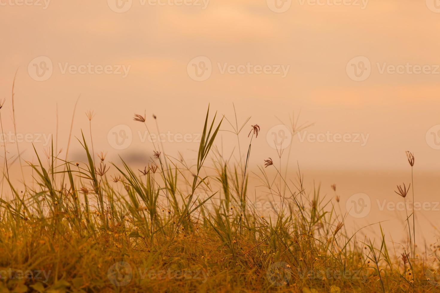 abstrakt naturlig bakgrund med gräs på ängen och orange himmel i ryggen foto