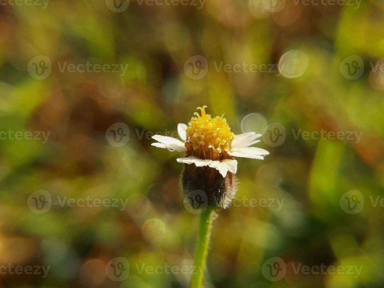 vit gul blomma med slät bakgrund. makrofotografering, smalt fokus. foto av hög kvalitet
