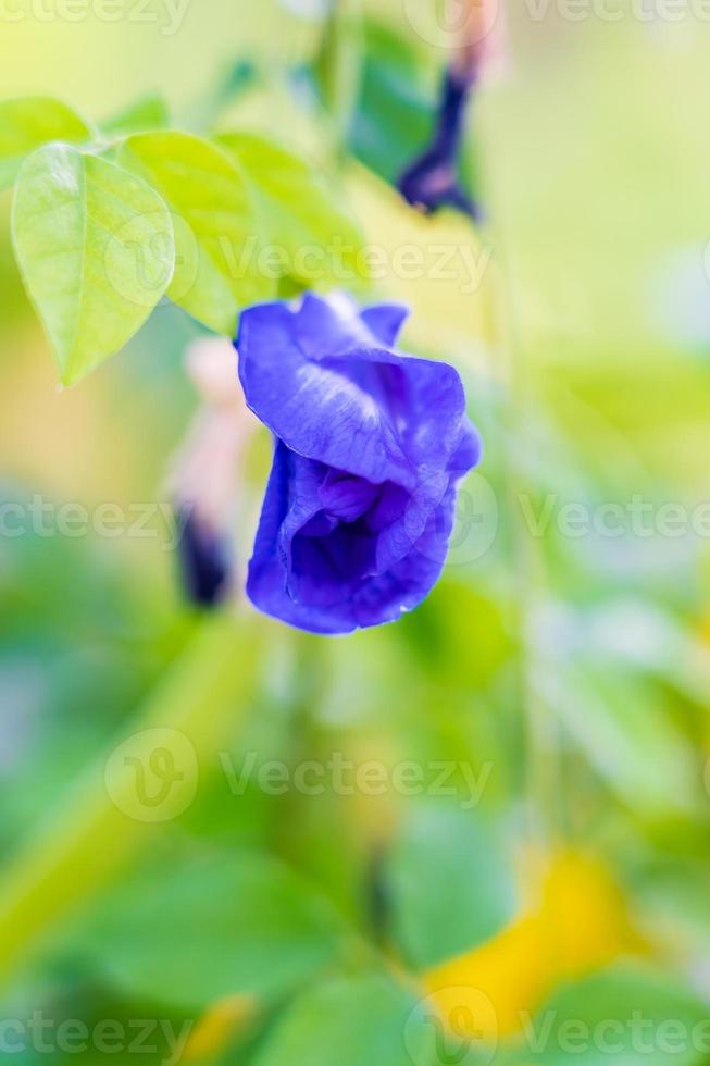 vackert blommande fjärilsärtblommor med suddig bakgrund. foto