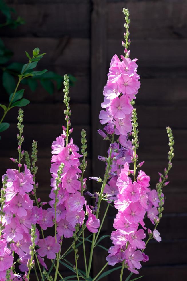 sidalcea partytjej som blommar i en engelsk trädgård foto