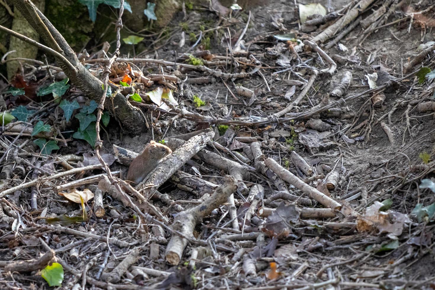 banksork som rotar runt takgolvet foto