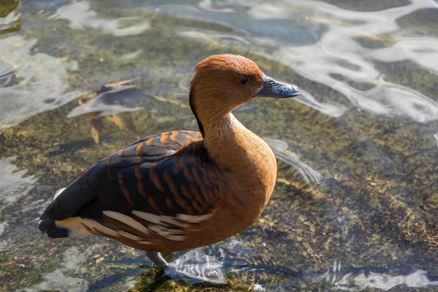 fulvös visslande anka vid sjökanten foto