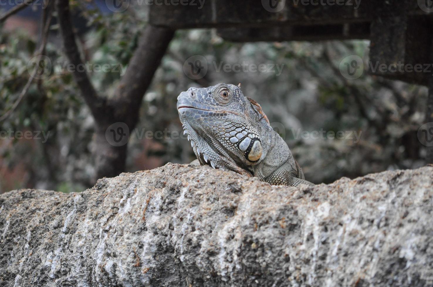 ödla reptil djur foto