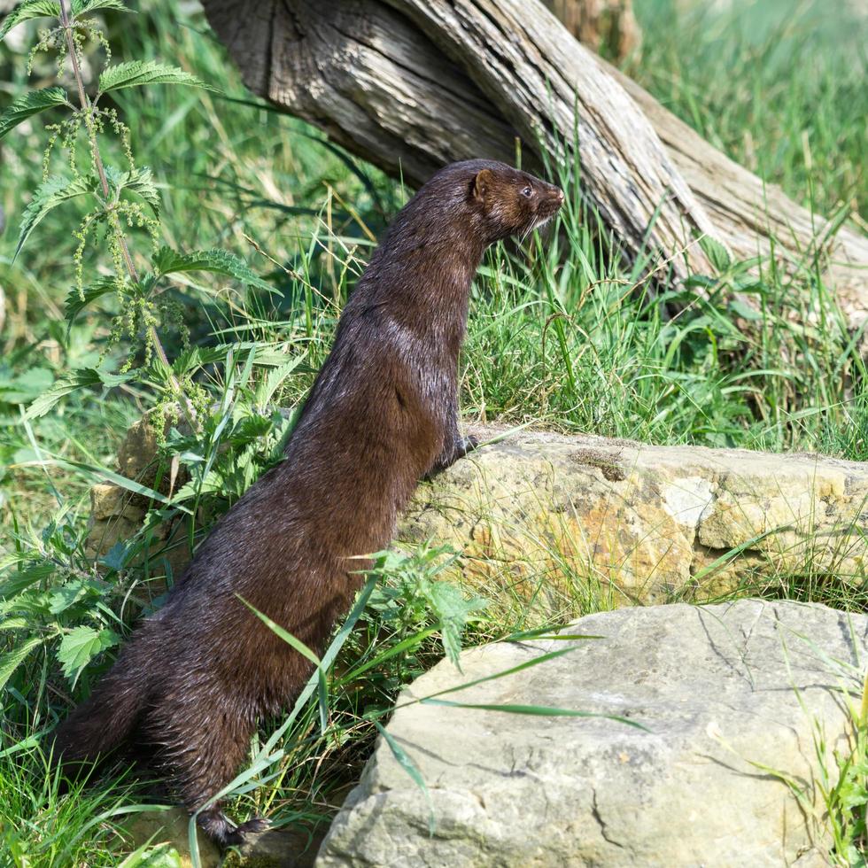 europeisk mink som tittar på foto