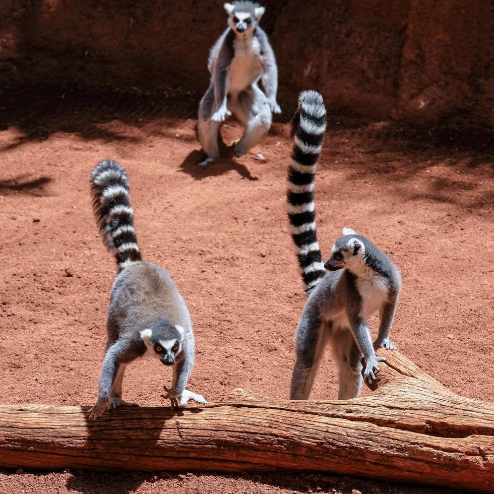 fuengirola, Andalusien, Spanien, 2017. ringstjärtade lemurer vid bioparken foto