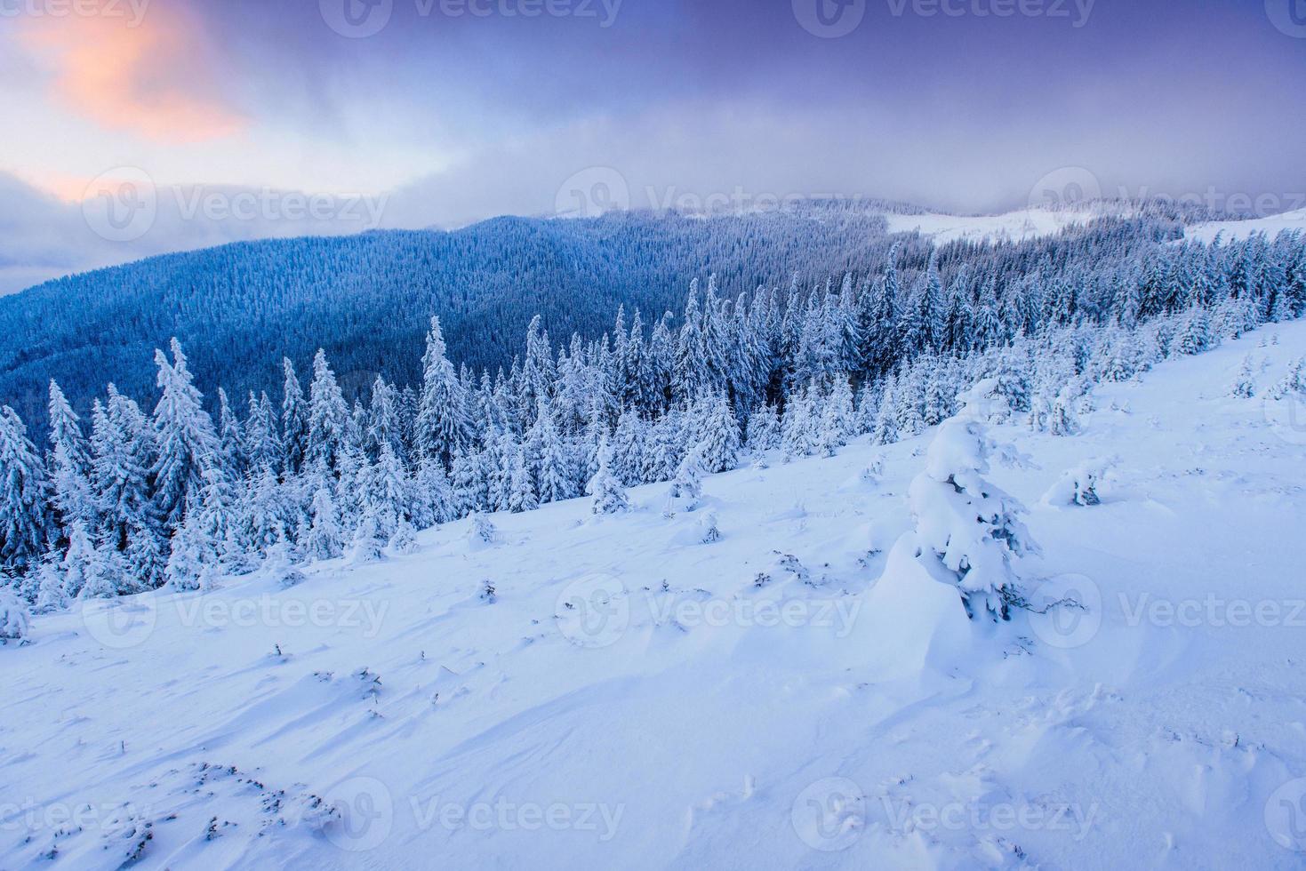 magisk vinter snö täckt träd foto