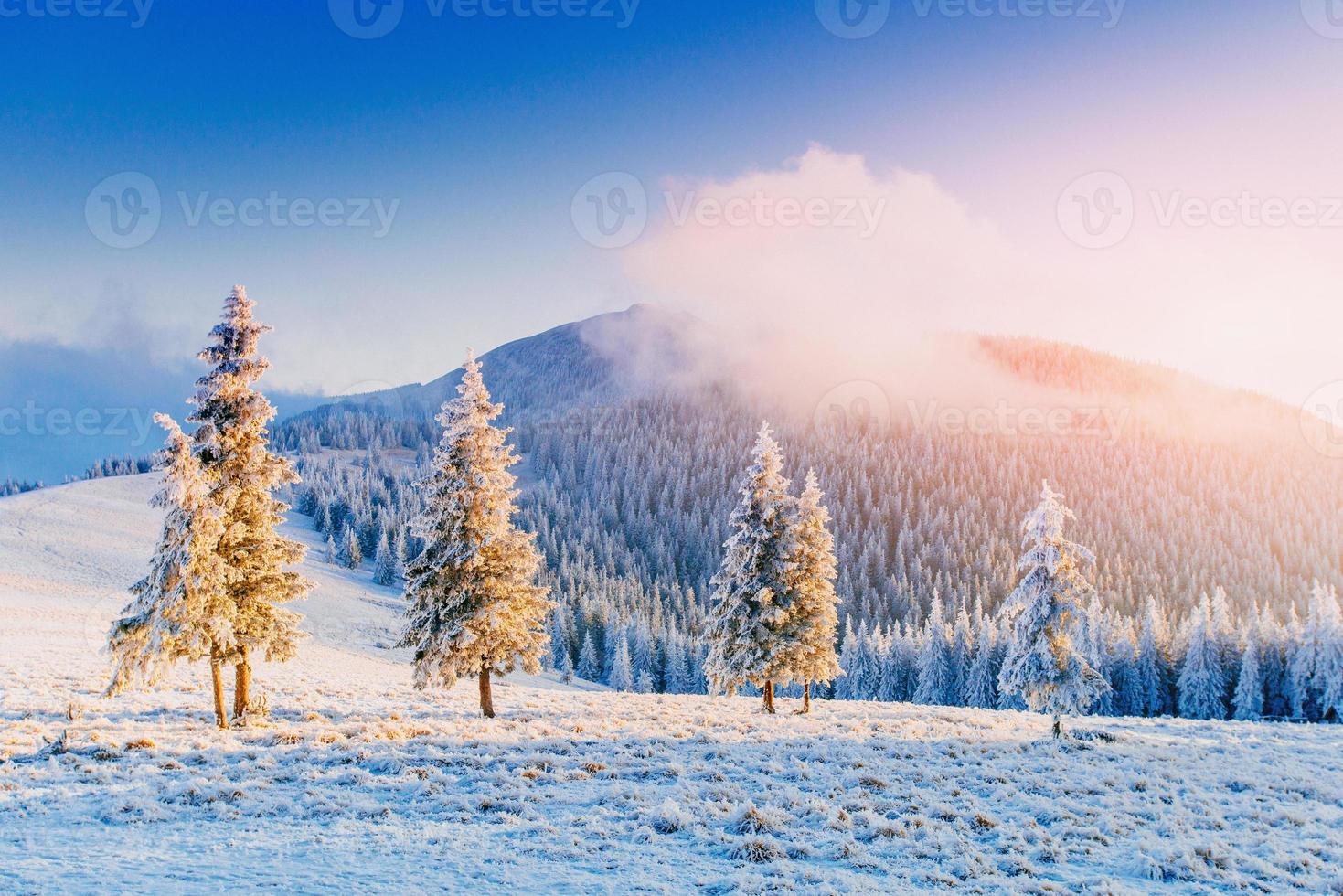 magisk vinter snö täckt träd foto