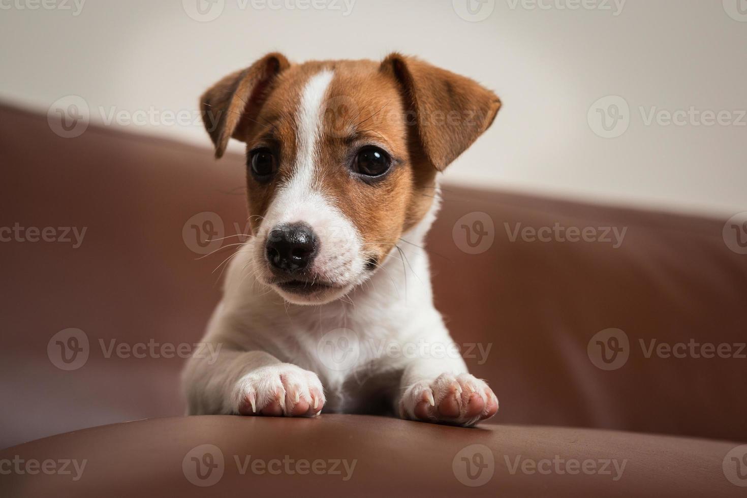 jack rassell terrier valp foto