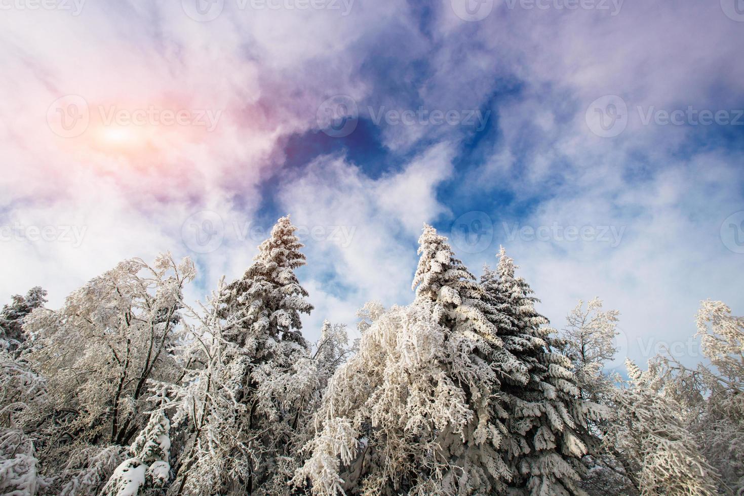 vinterlandskapsträd i frost foto