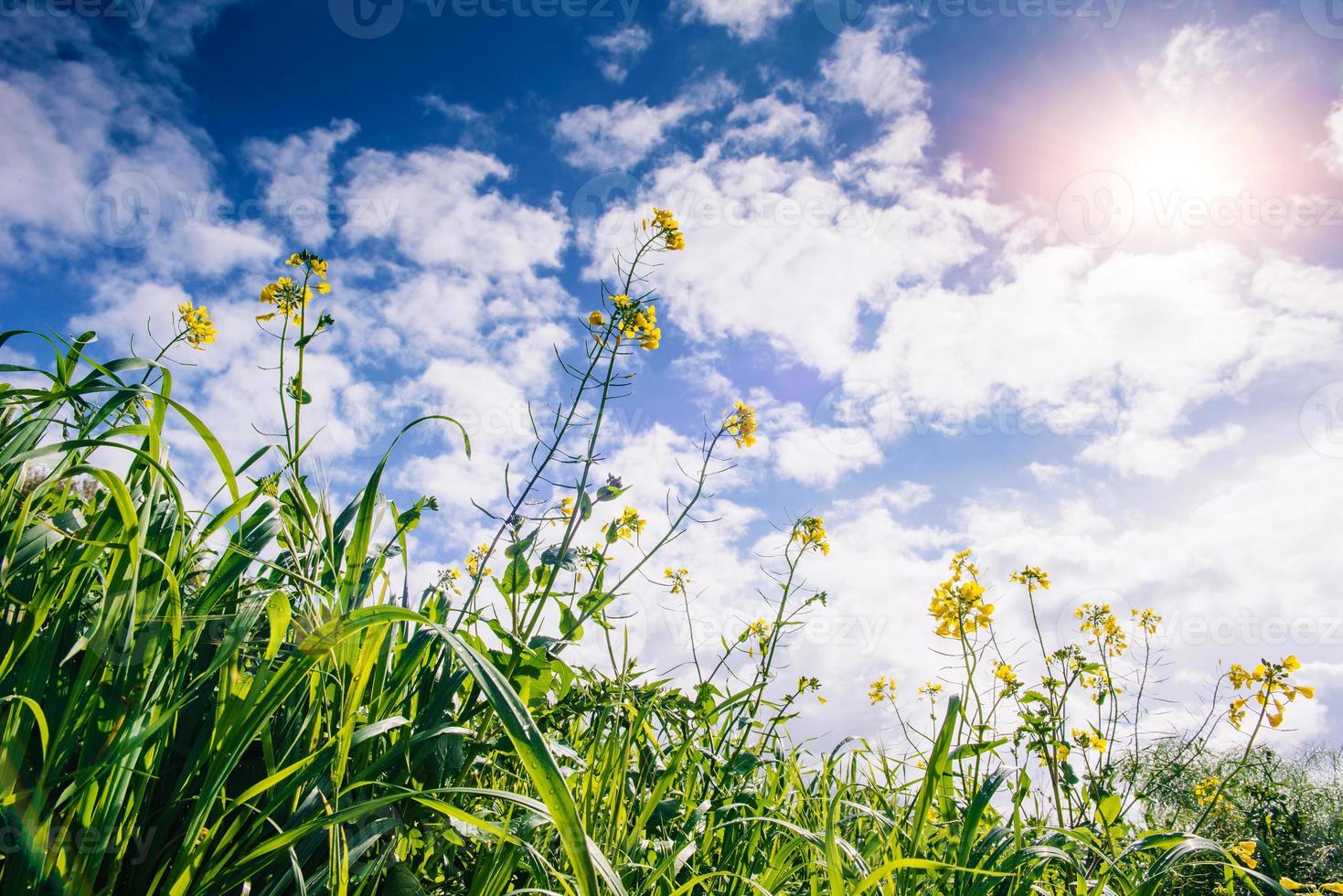 gula blommor och blå himmel med fluffiga vita moln foto