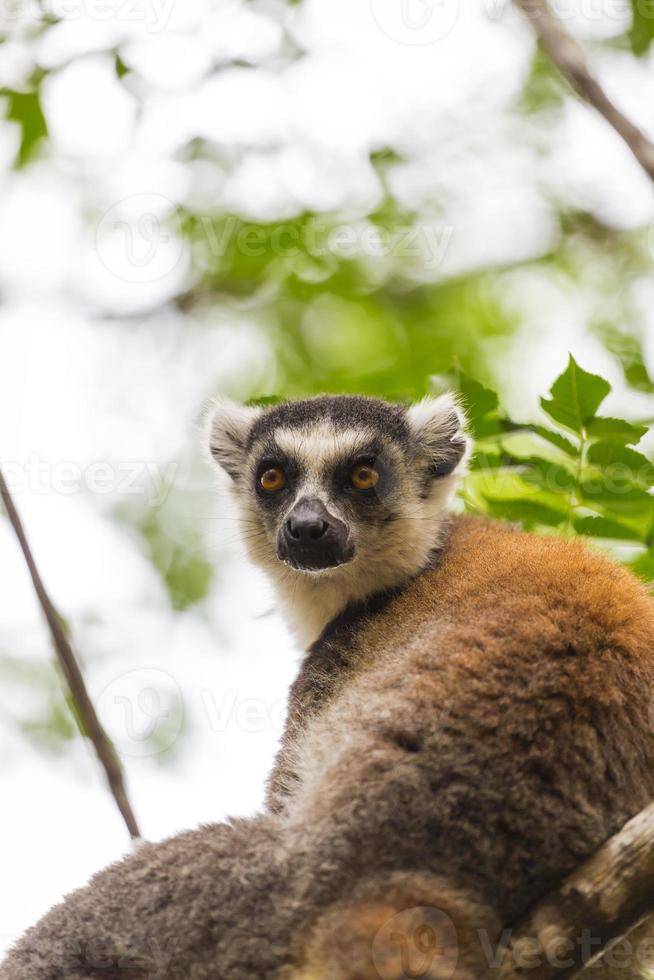 brun ringformad lemurporträtt i madagaskar foto