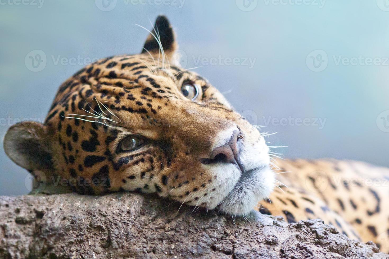 Jaguar - Panthera onca foto