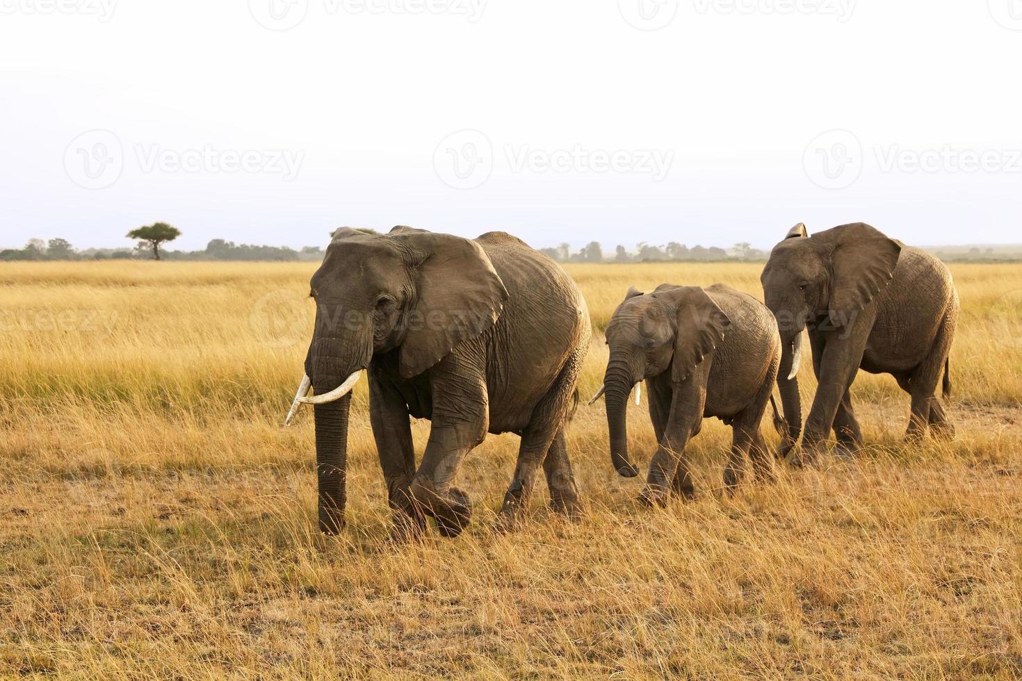 masai mara elefanter foto