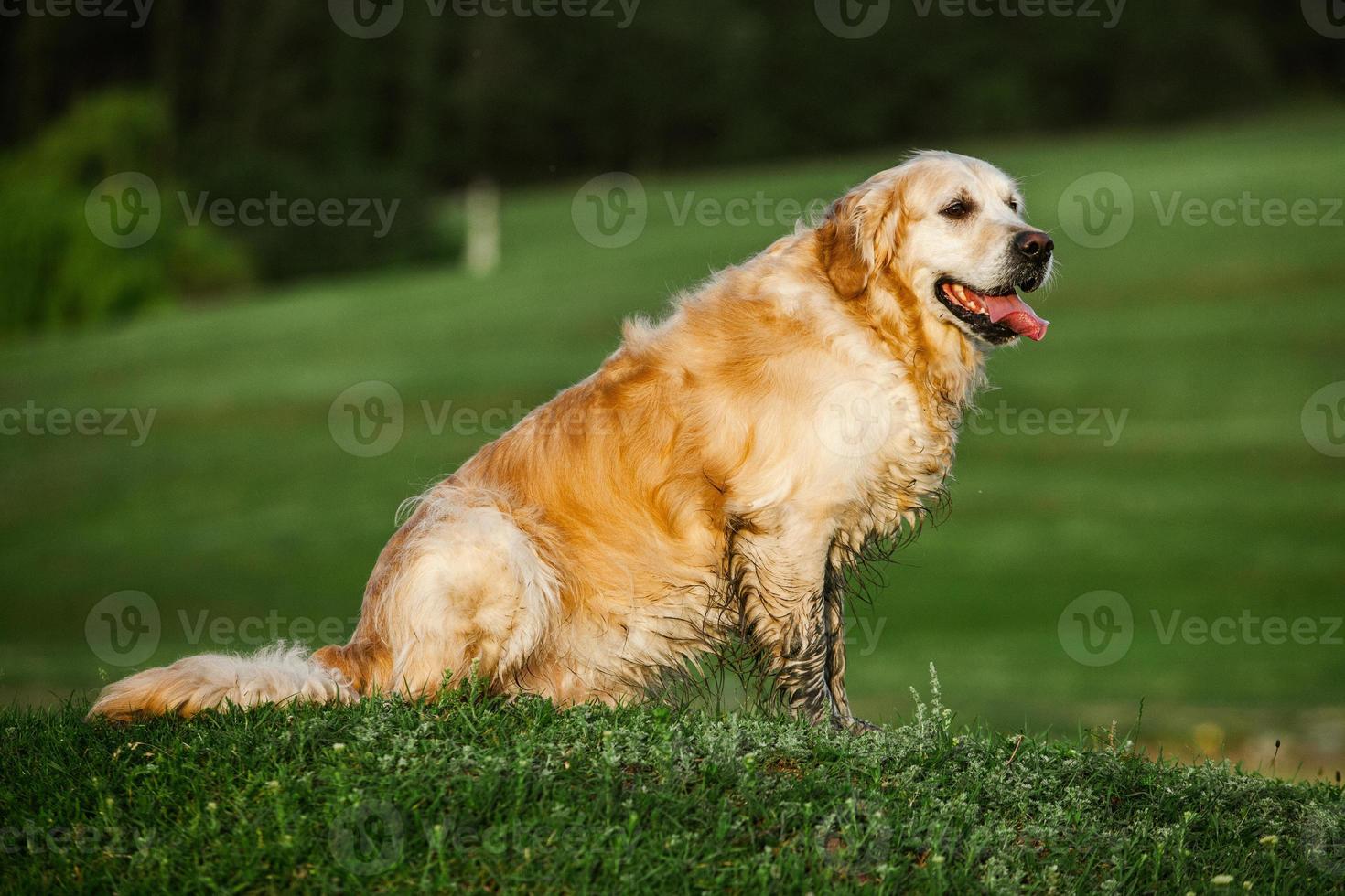 labrador retriever hund. golden retriever hund på gräs. bedårande hund i vallmoblommor. foto