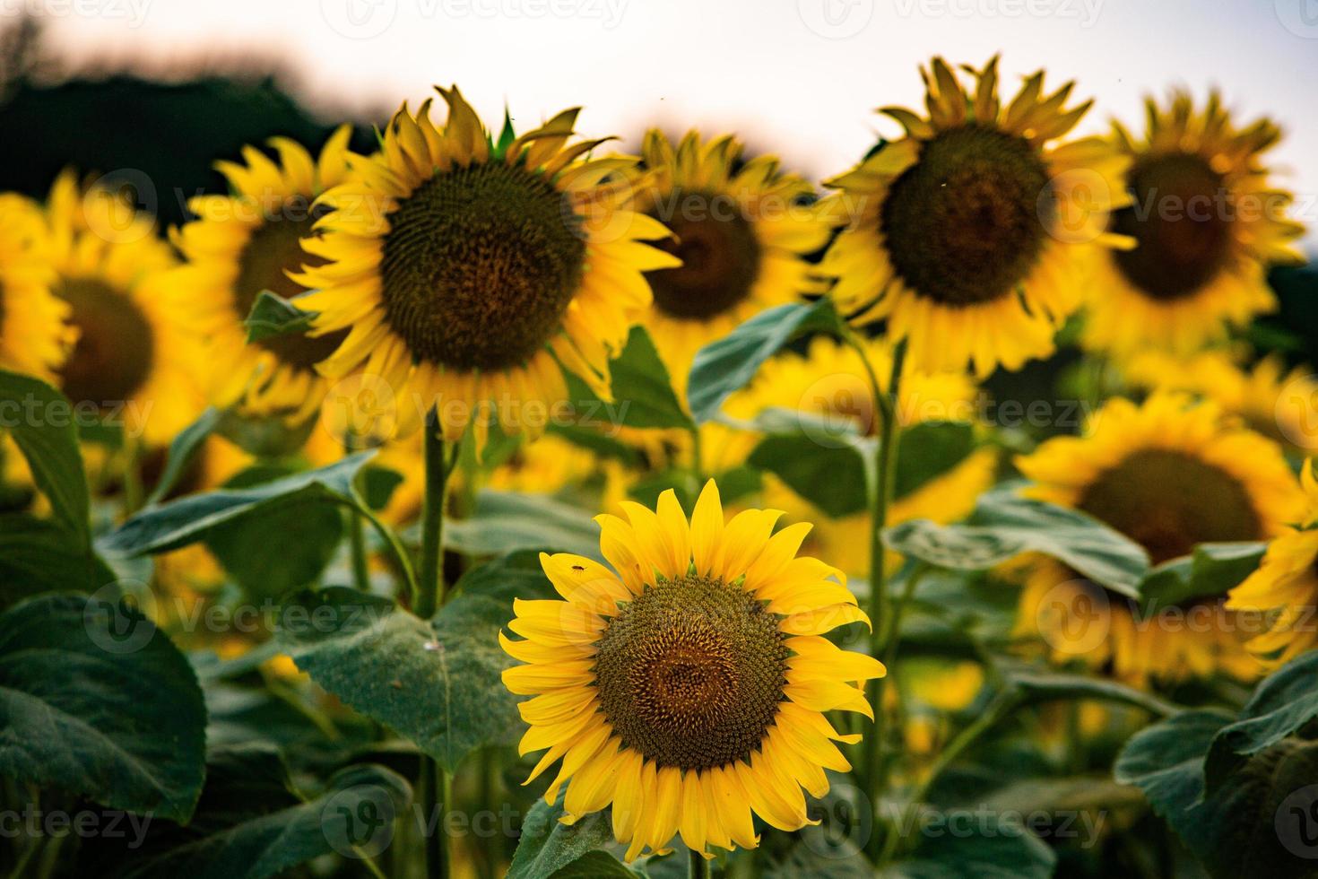 vackert fält av blommande solrosor mot solnedgångens gyllene ljus och suddig landskapsbakgrund. foto