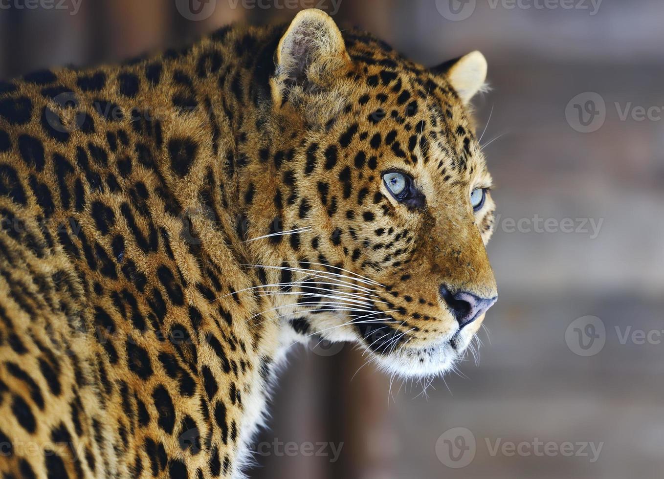 leopard foto