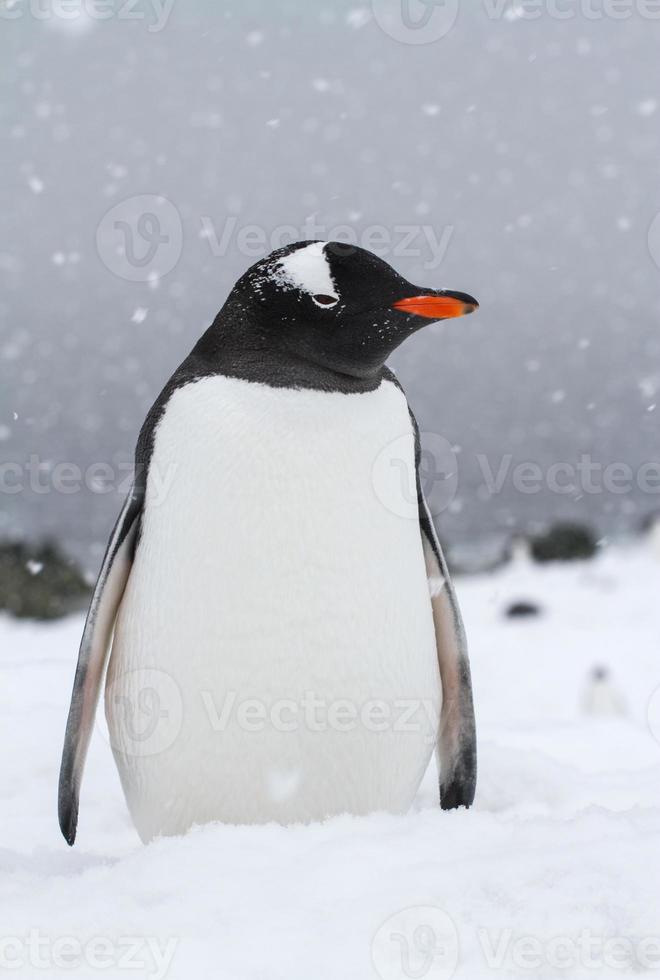 gentoo pingvin som står på en snötäckt strand under ett snöfall foto