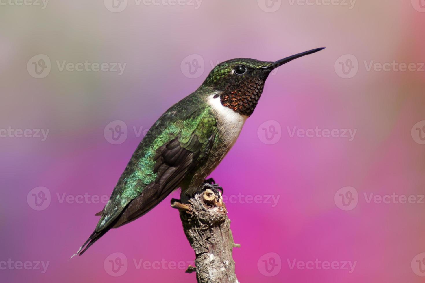manlig rubin-halsad kolibri foto