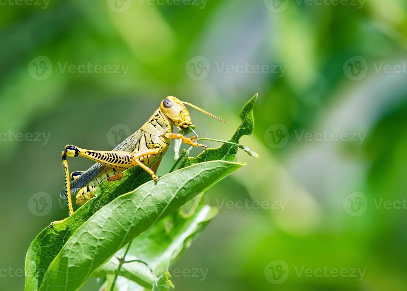 gräshoppa som äter och förstör blad foto