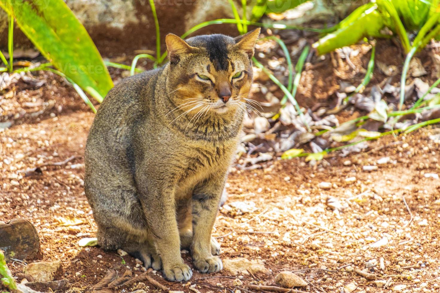 vacker söt katt med gröna ögon i den tropiska djungeln Mexiko. foto