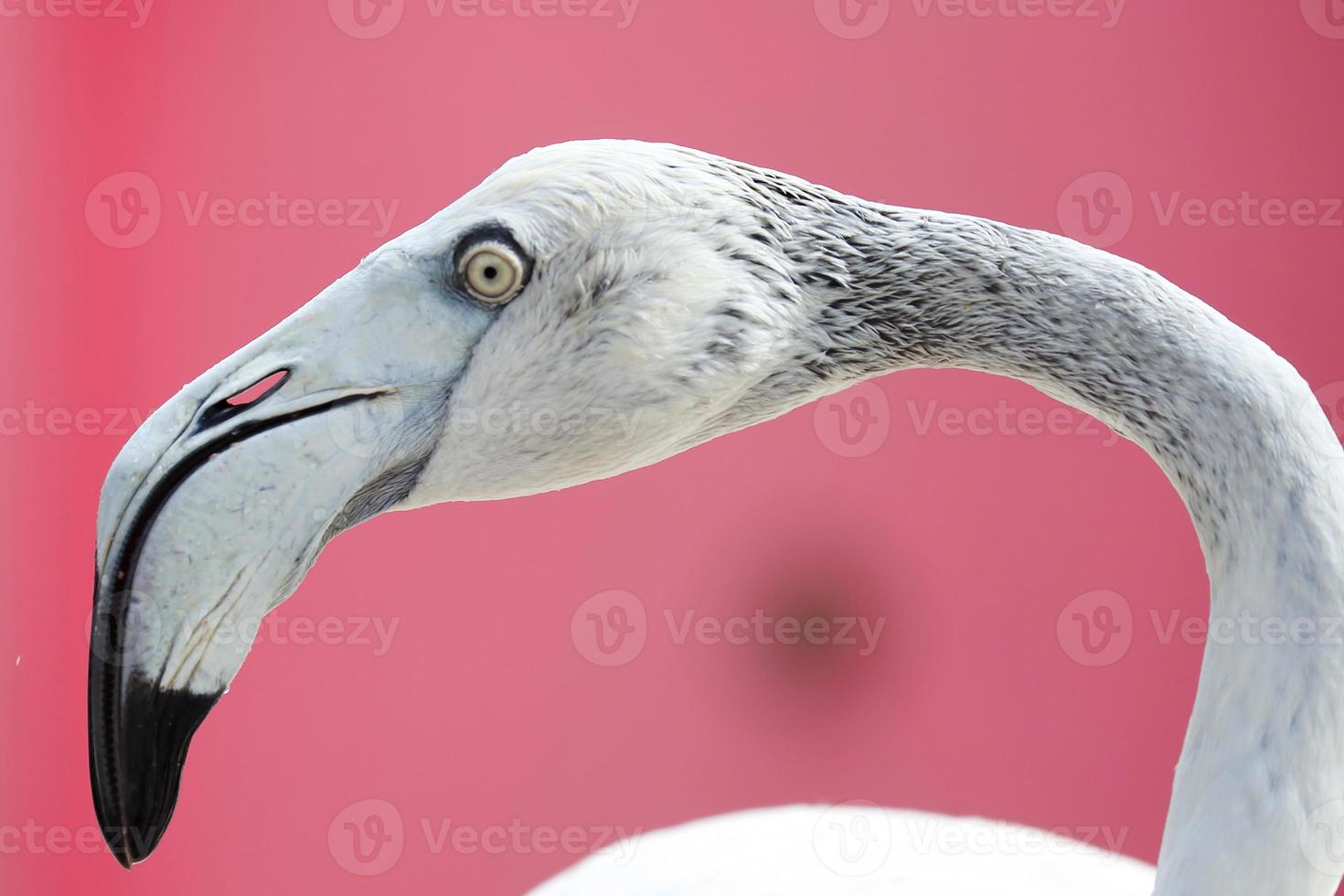 närbild vit flamingo med rosa bakgrund. foto