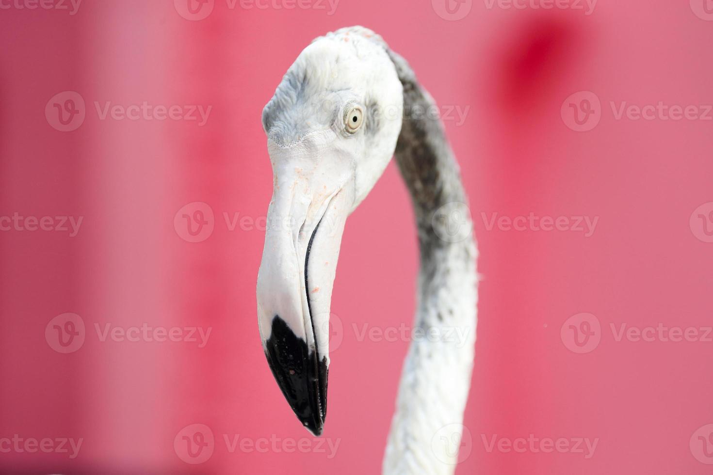 närbild vit flamingo med rosa bakgrund. foto