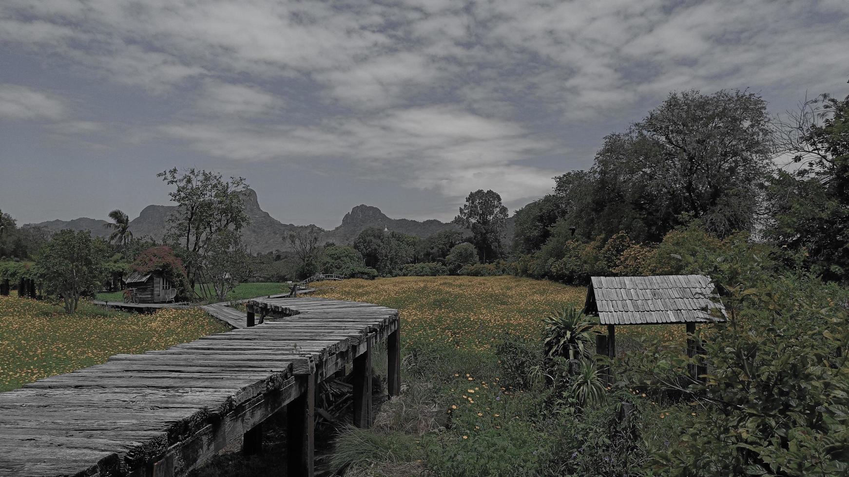 sorgligt svartvitt koncept, landskap av gul ringblomma foto