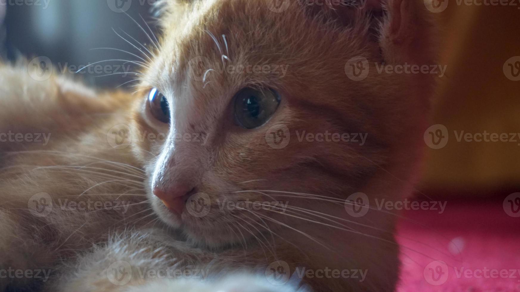 en orange katt som sover och leker i ett naturligt hus foto