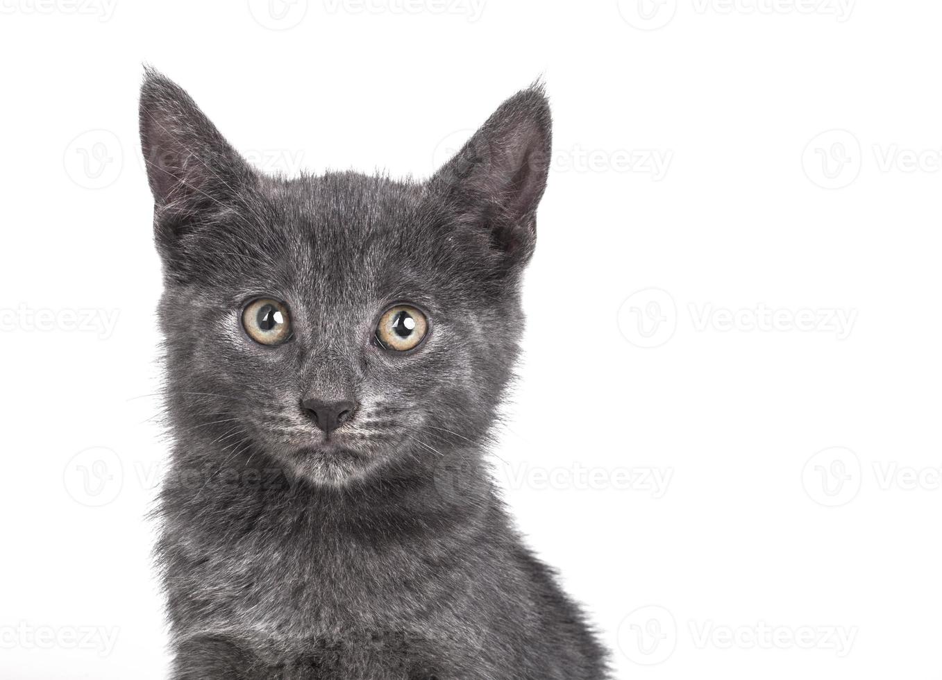 liten grå brittisk katt foto