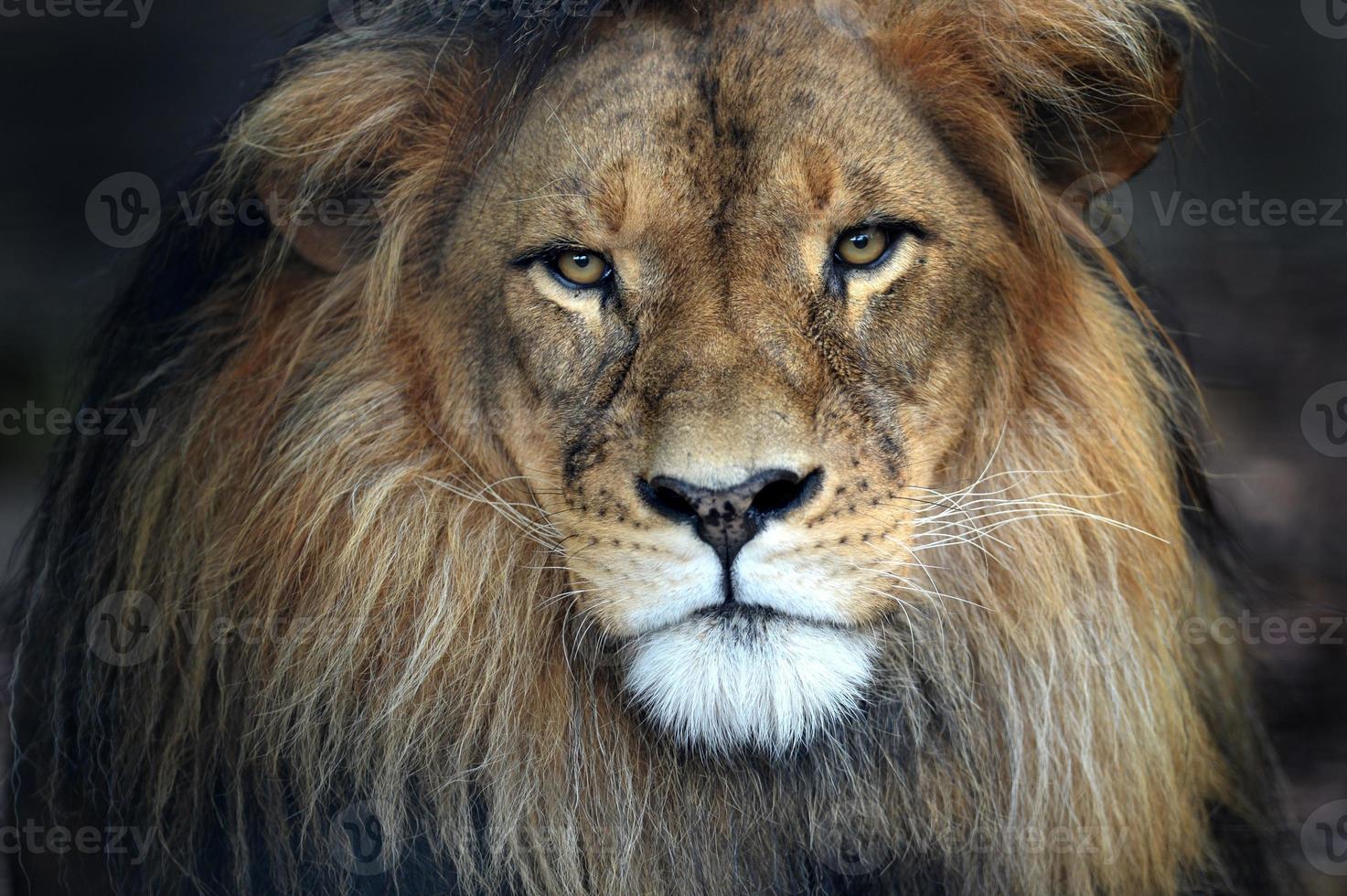 afrikansk lejon foto