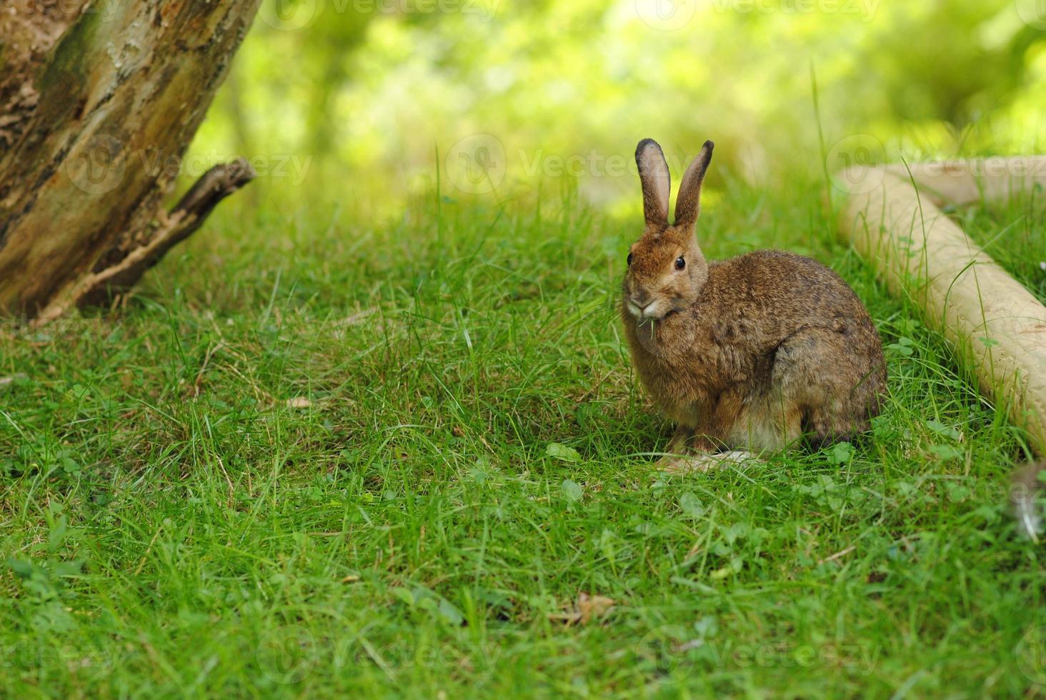 söt brun kanin som äter gräs foto