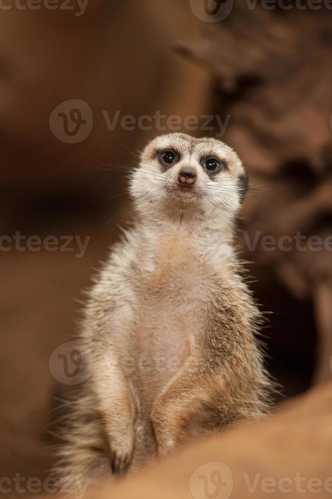 liten meerkat eller suricate (suricata suricatta) foto