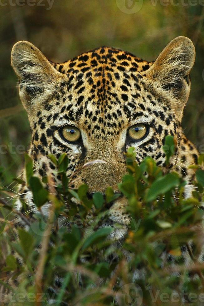 blyg leopard i Afrika foto