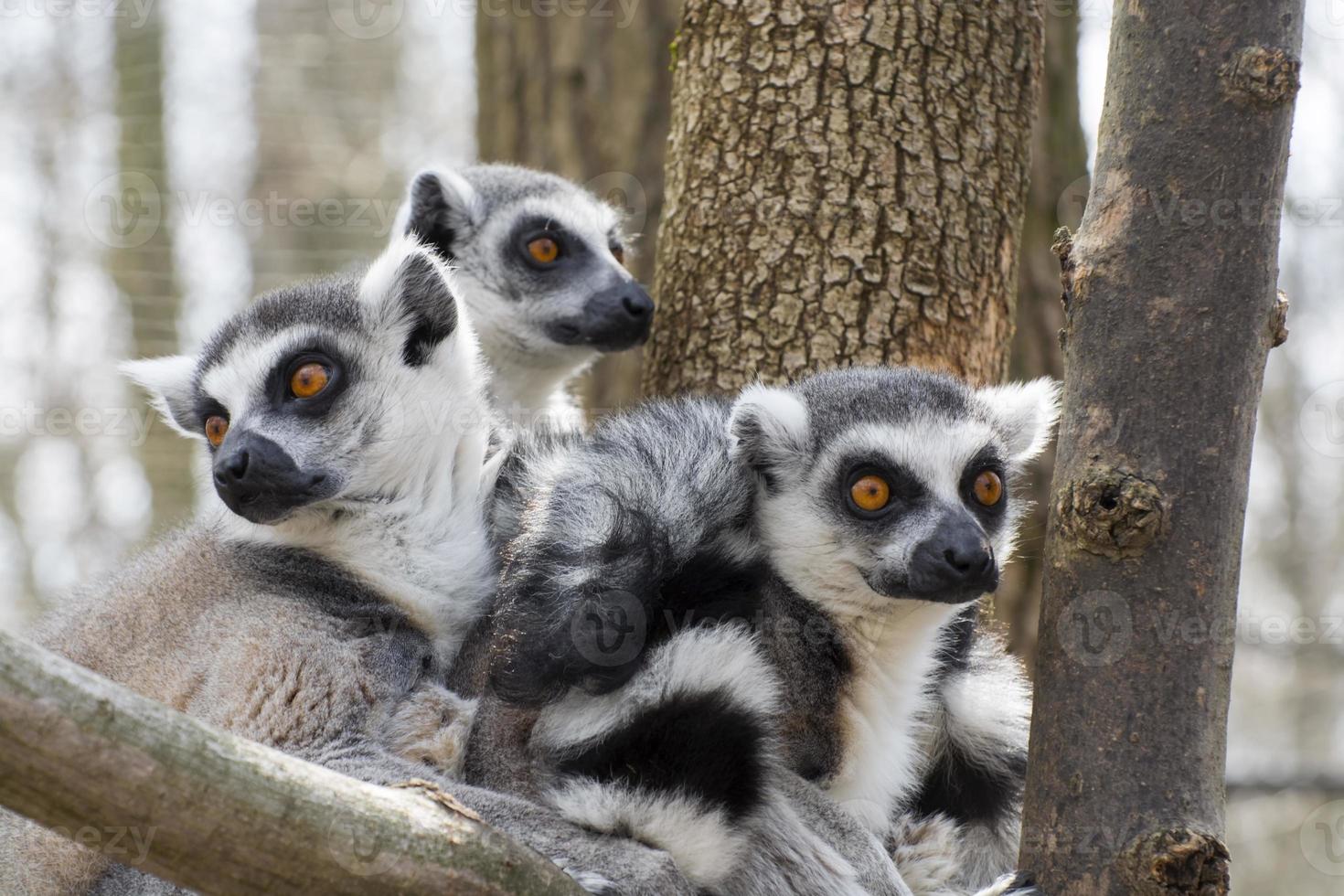 ring-tailed lemur (lemur catta) foto