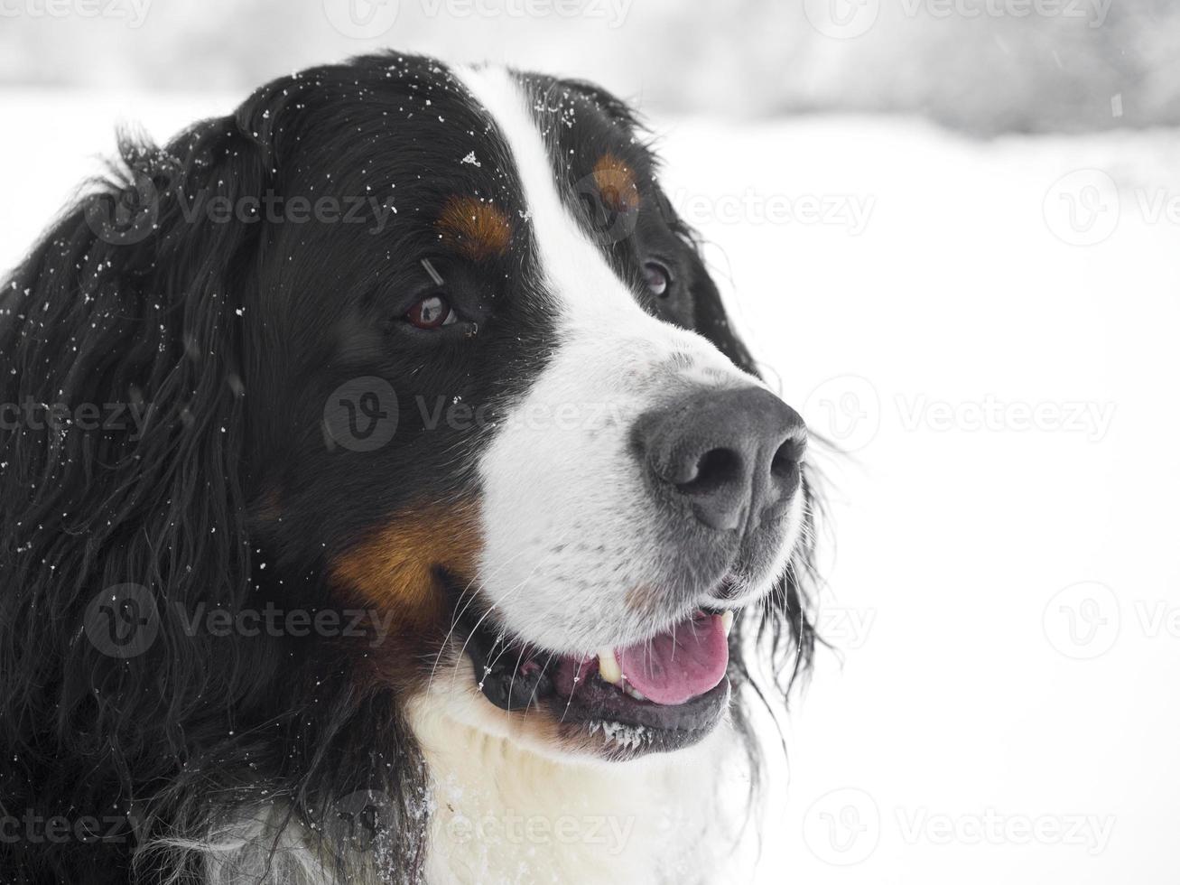 bernese mountain dog foto
