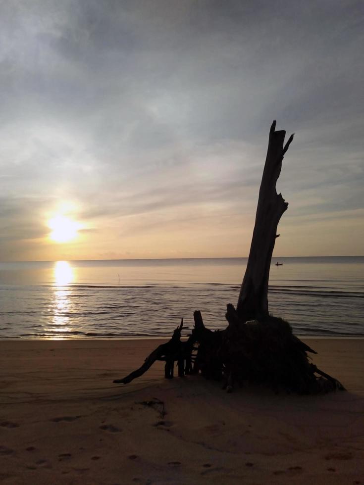 trästockar på stranden på eftermiddagen foto