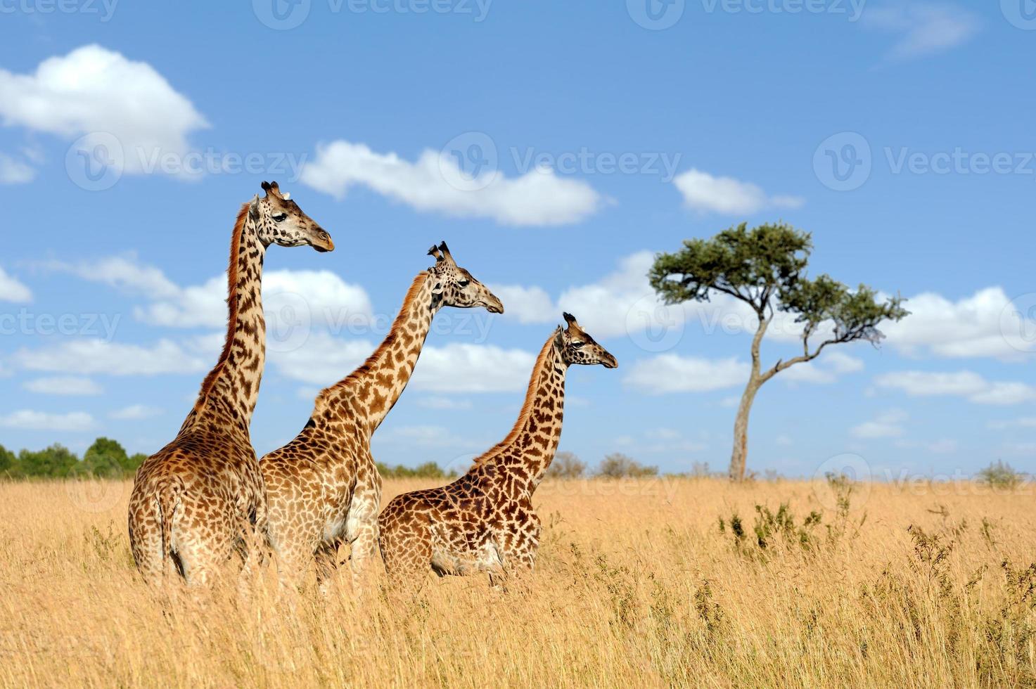 giraff foto