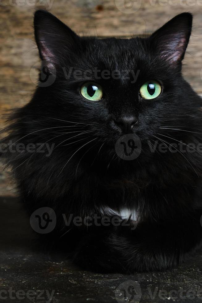 vacker svart katt med gröna ögon med en vit fläck och en fluffig man. trä bakgrund. foto