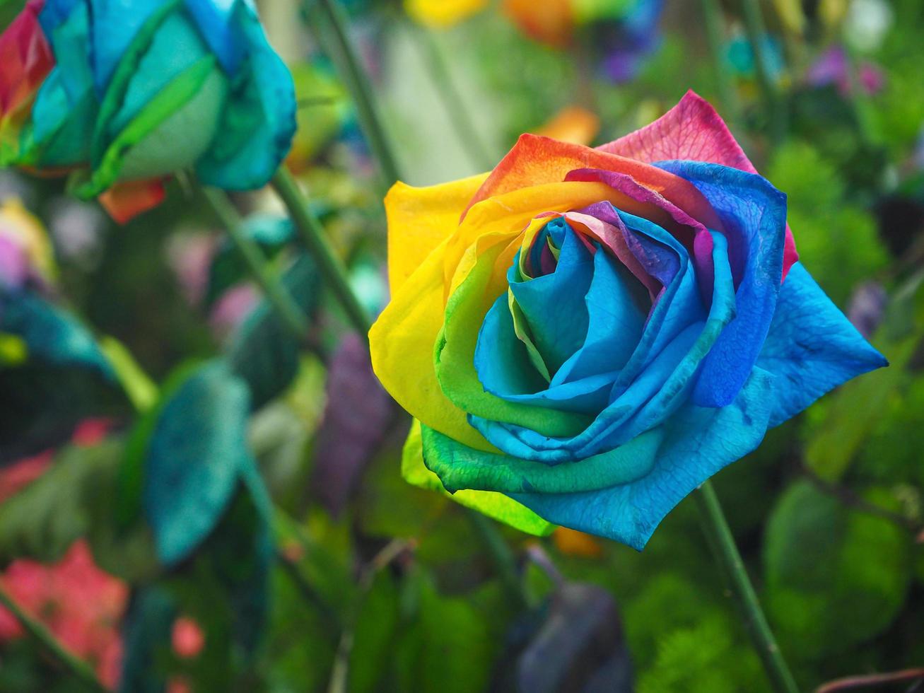 närbild av vackra regnbågsrosen blommar i trädgården foto