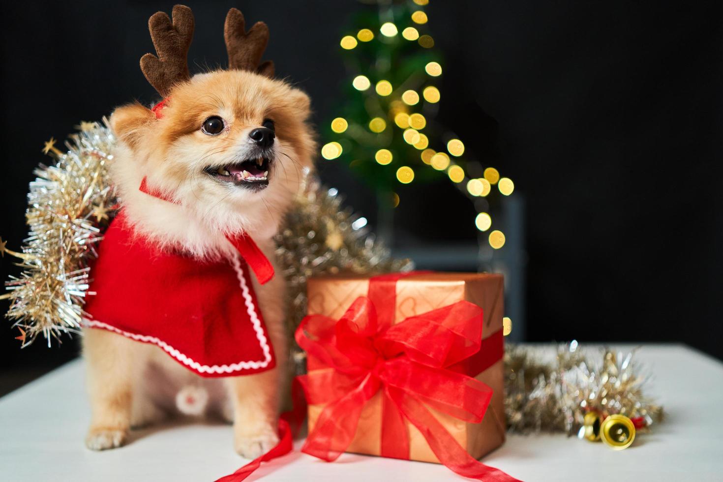 fluffig hund pomeranian med en kant av en hjorthornsmössa nära julgranen och presentask. bakgrund av nyårsdekorationer. husdjur och semester foto