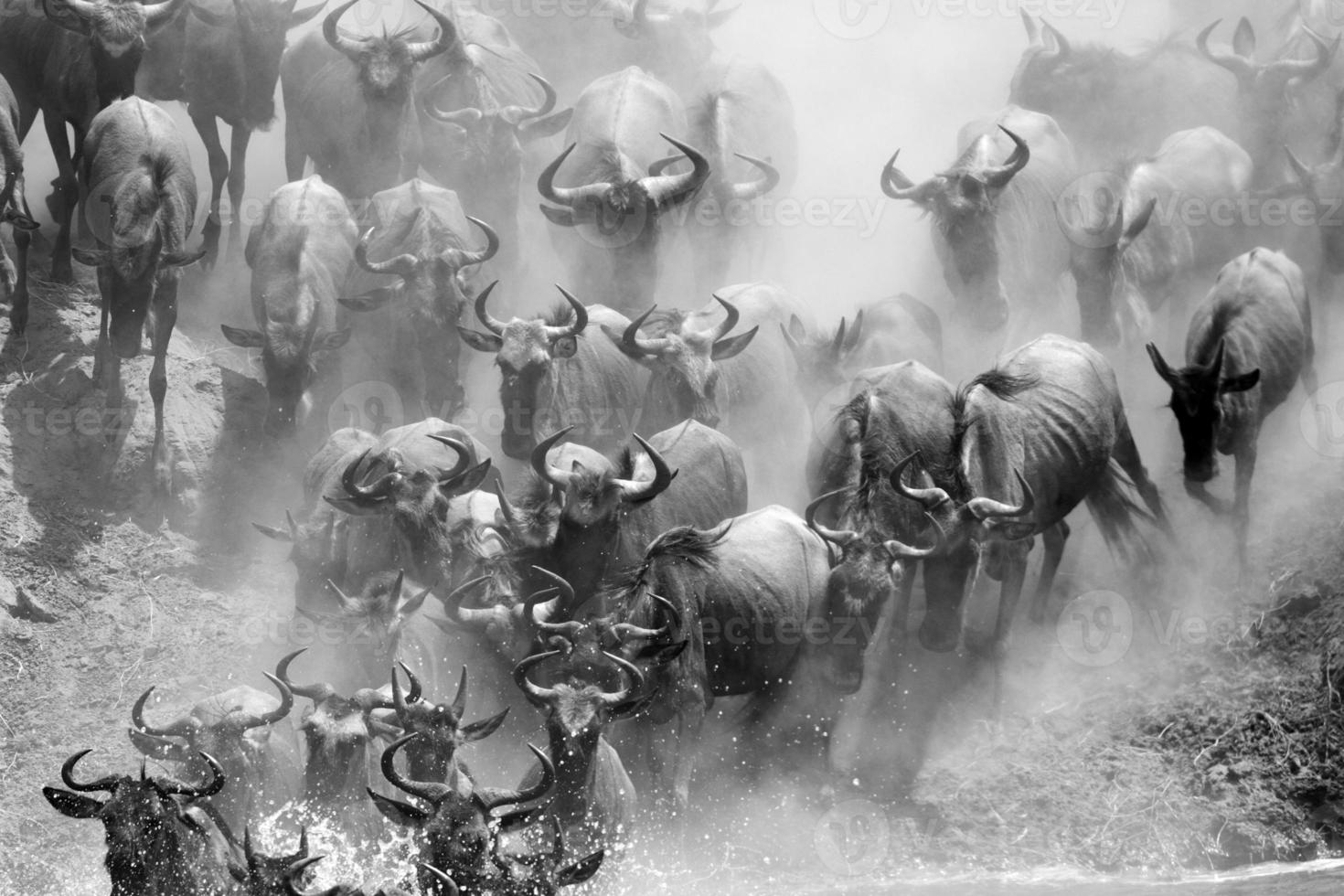 gnuer flodkorsning under 2010-migrationen, serengeti foto