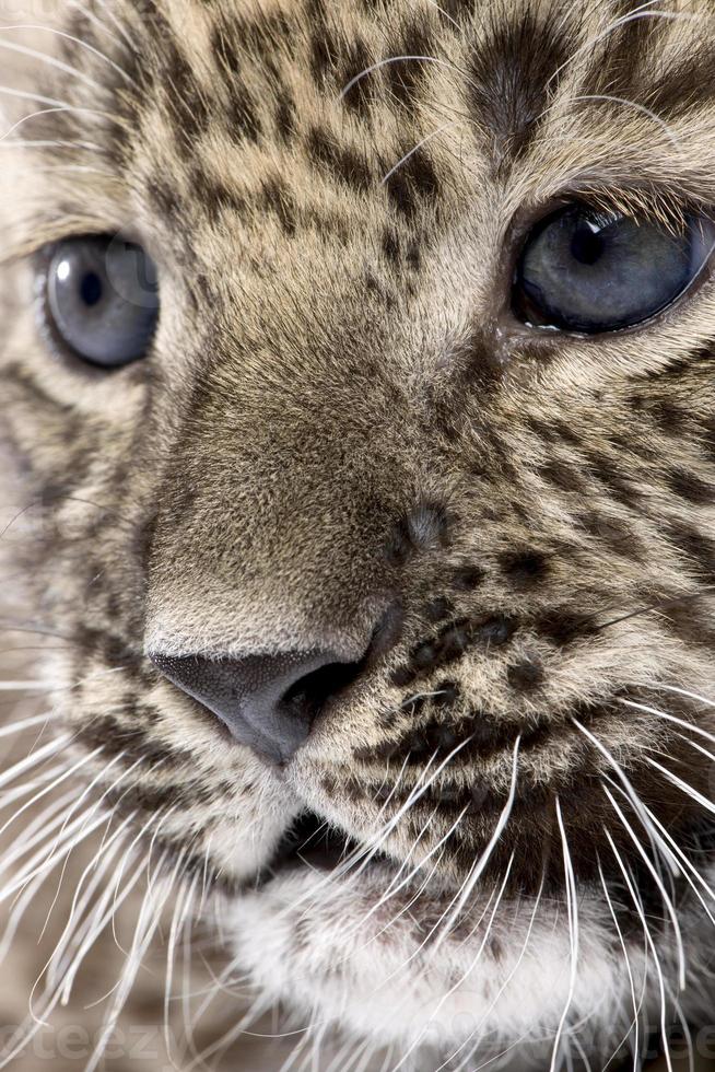 närbild på en persisk leopardgubbe (6 veckor) foto