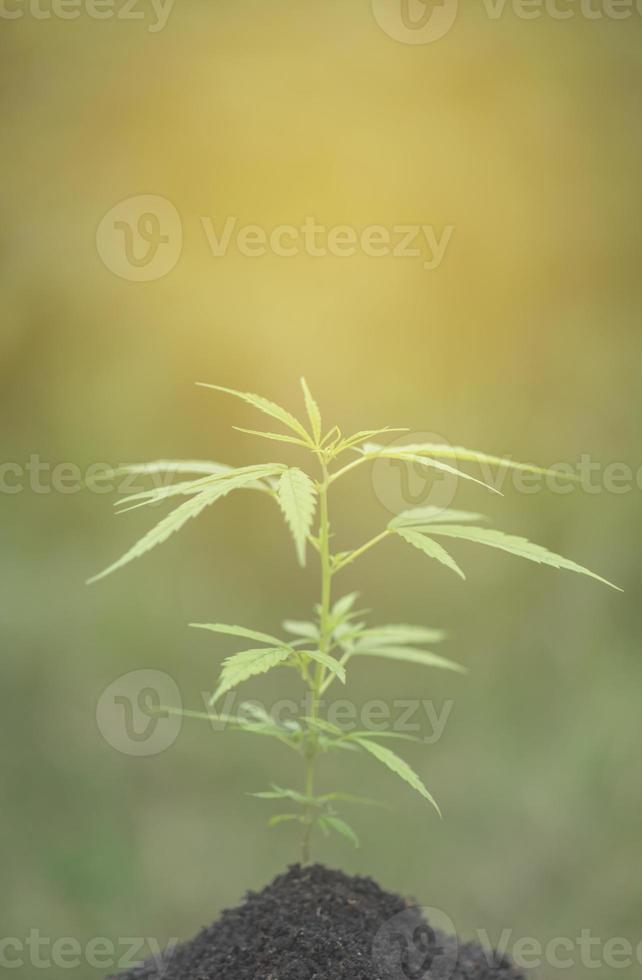 cannabisplantor som växer på fältet foto