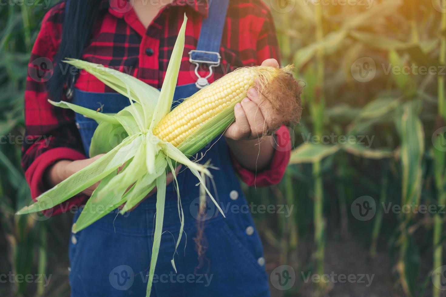 glad bonde i majsfältet foto