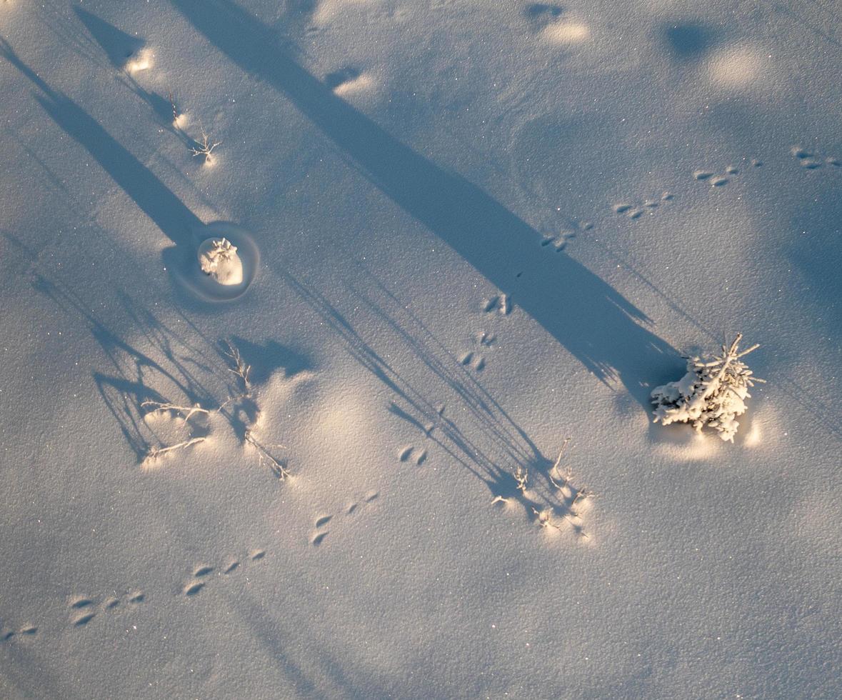 Flygfoto över träd och kanin spår på snö på vintern foto