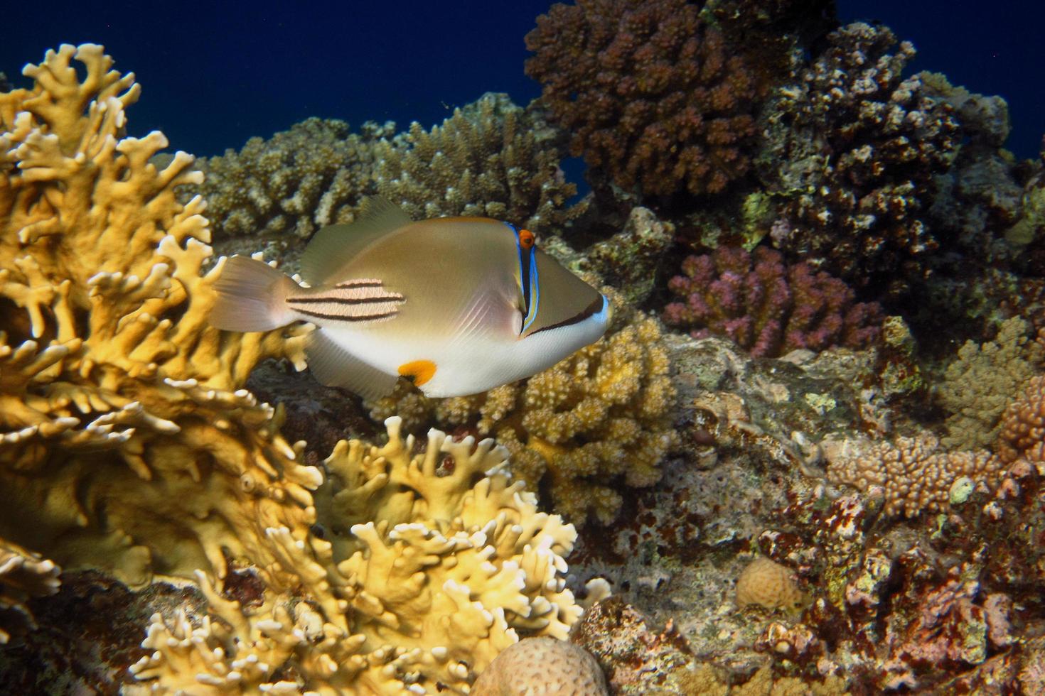 arabisk picasso-utlösare i havet foto