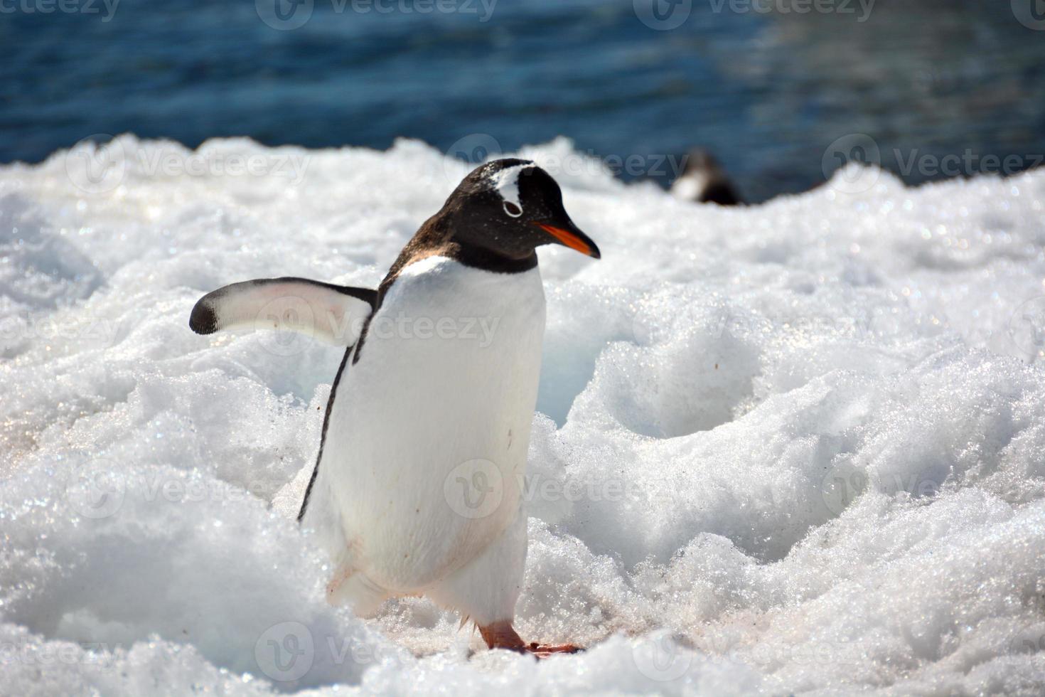 gentoo pingvin är på väg till stan foto